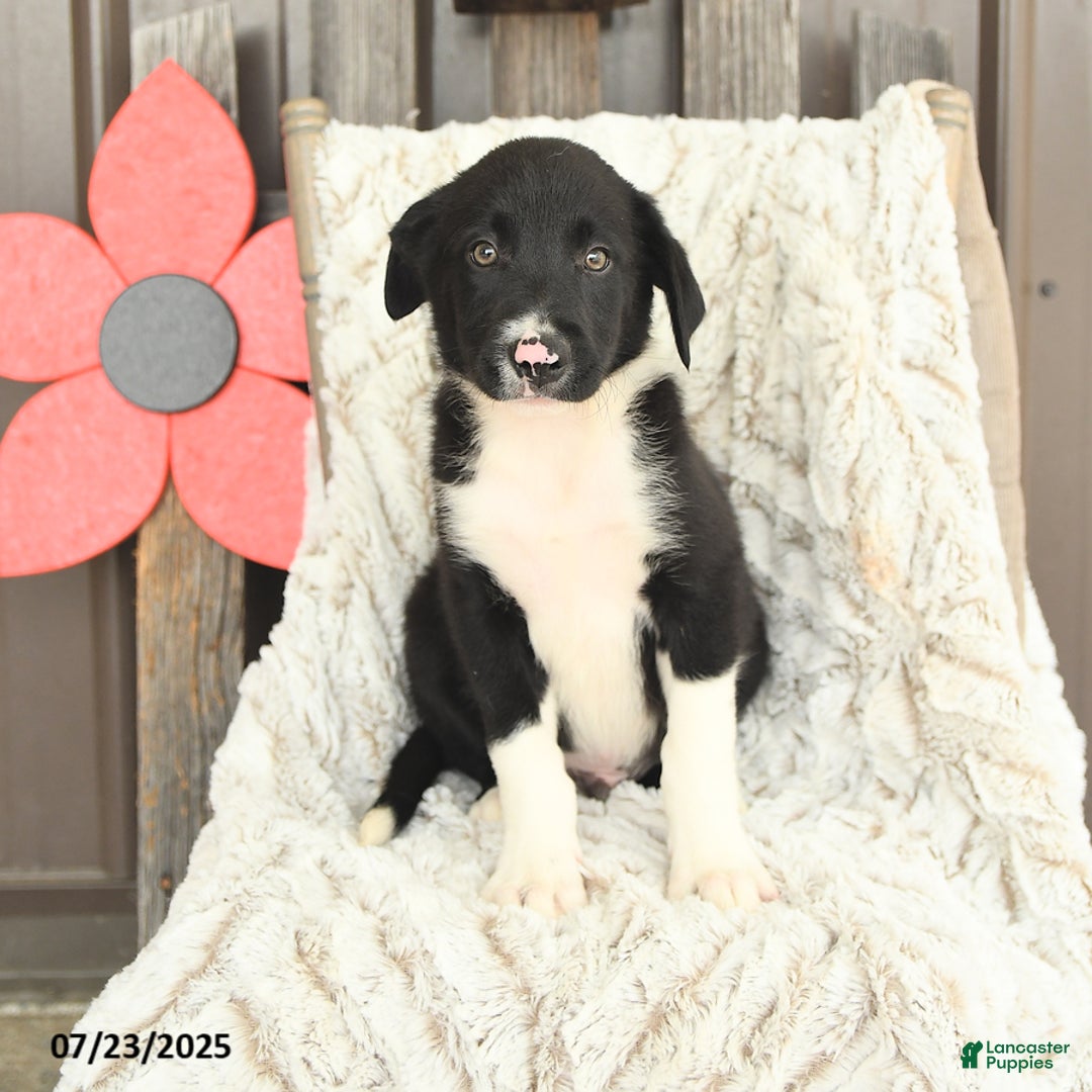 Border Collie dogs for sale: Nickles - Image 4