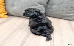 Yorkiepoo dogs for sale: Georgie - Image 4