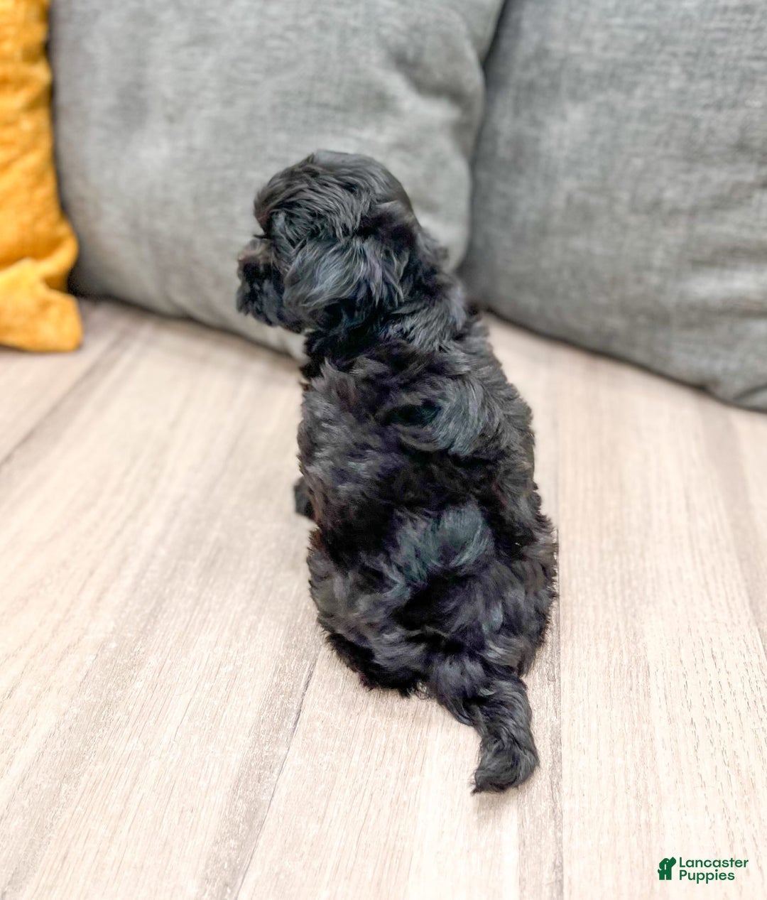 Yorkiepoo dogs for sale: Georgie - Image 4