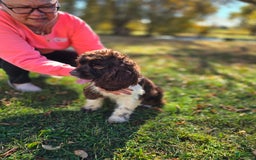 Cocker Spaniel dogs for sale: Benji - Image 1