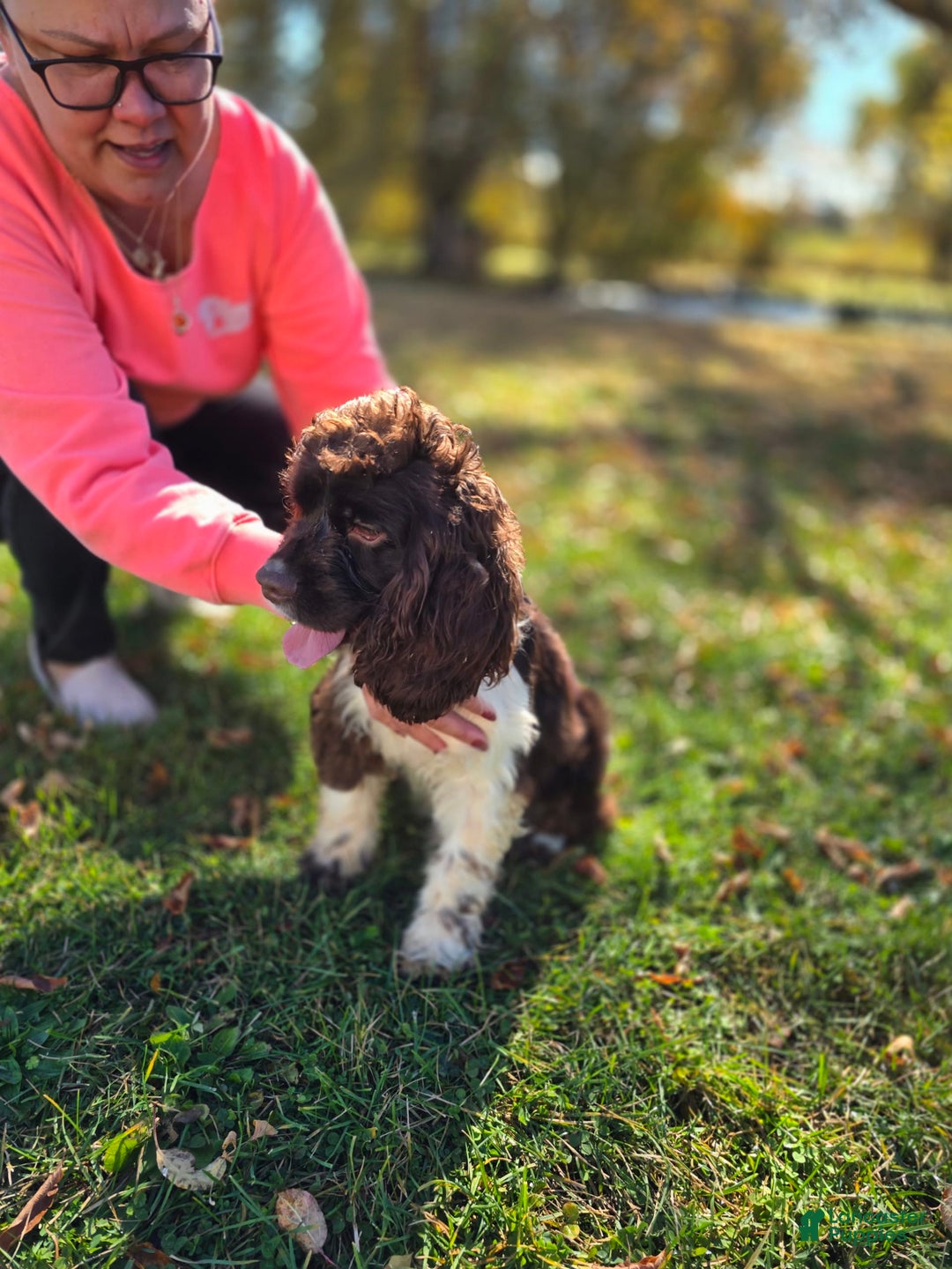 Cocker Spaniel dogs for sale: Benji - Image 1