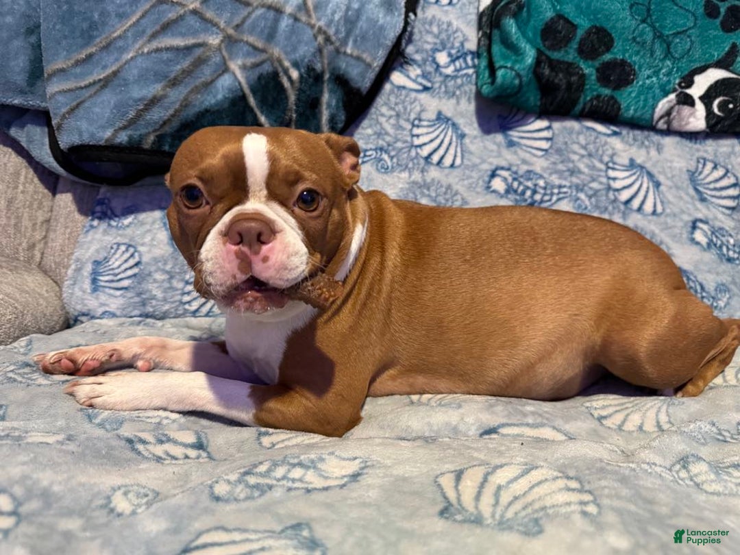Boston Terrier dogs for sale: Jewels - Image 4
