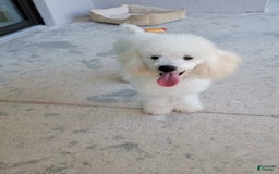 Toy Poodle dogs for sale: Vainilla - Image 7