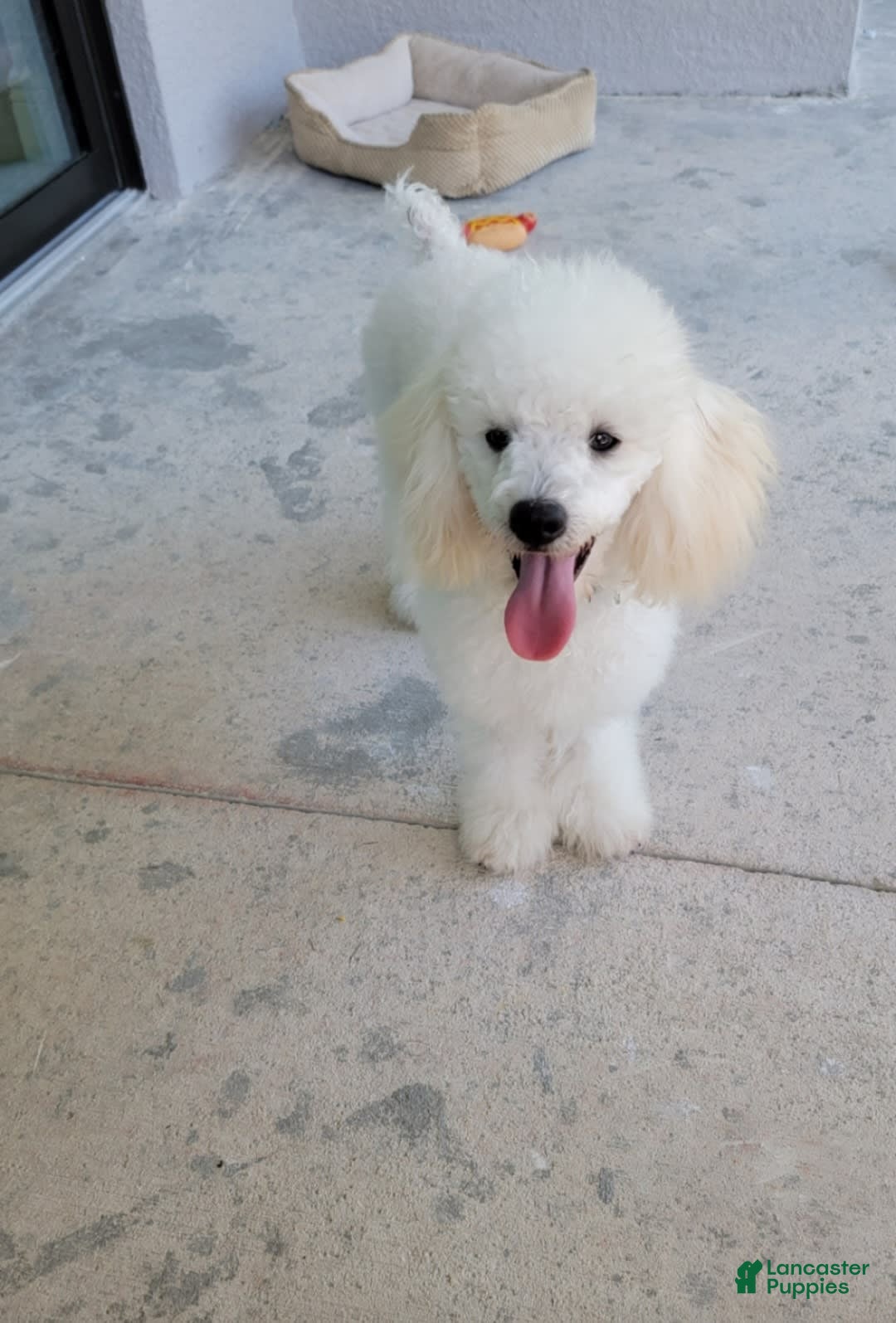 Toy Poodle dogs for sale: Vainilla - Image 7