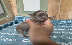 Chihuahua dogs for sale: Tobias Lavender Long Coat - Image 7