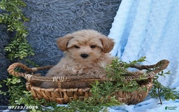 Havapoo dogs for sale: Benson - Image 4
