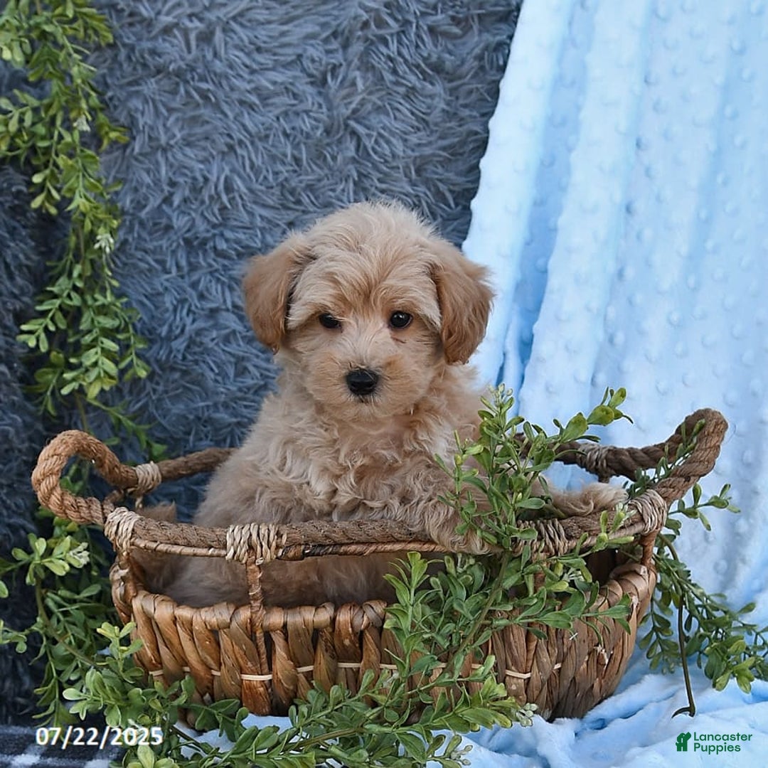 Havapoo dogs for sale: Benson - Image 4