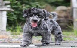Havapoo dogs for sale: Poppy - Image 18