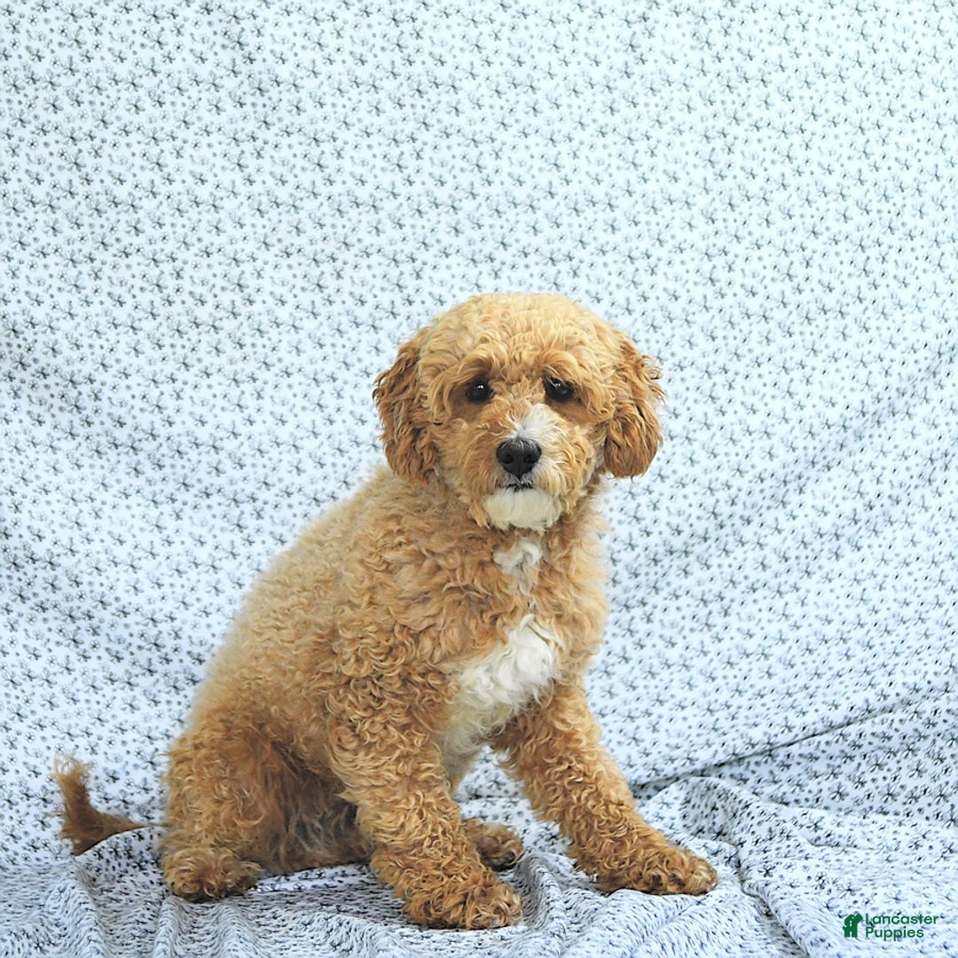 Mini Goldendoodle dogs for sale: Milo - Image 12