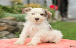 Miniature Schnauzer dogs for sale: Canyon - Image 5