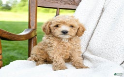 Havapoo dogs for sale: Pebbles - Image 1