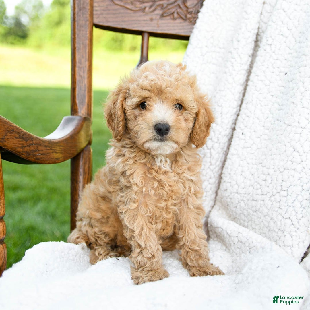 Havapoo dogs for sale: Pebbles - Image 1