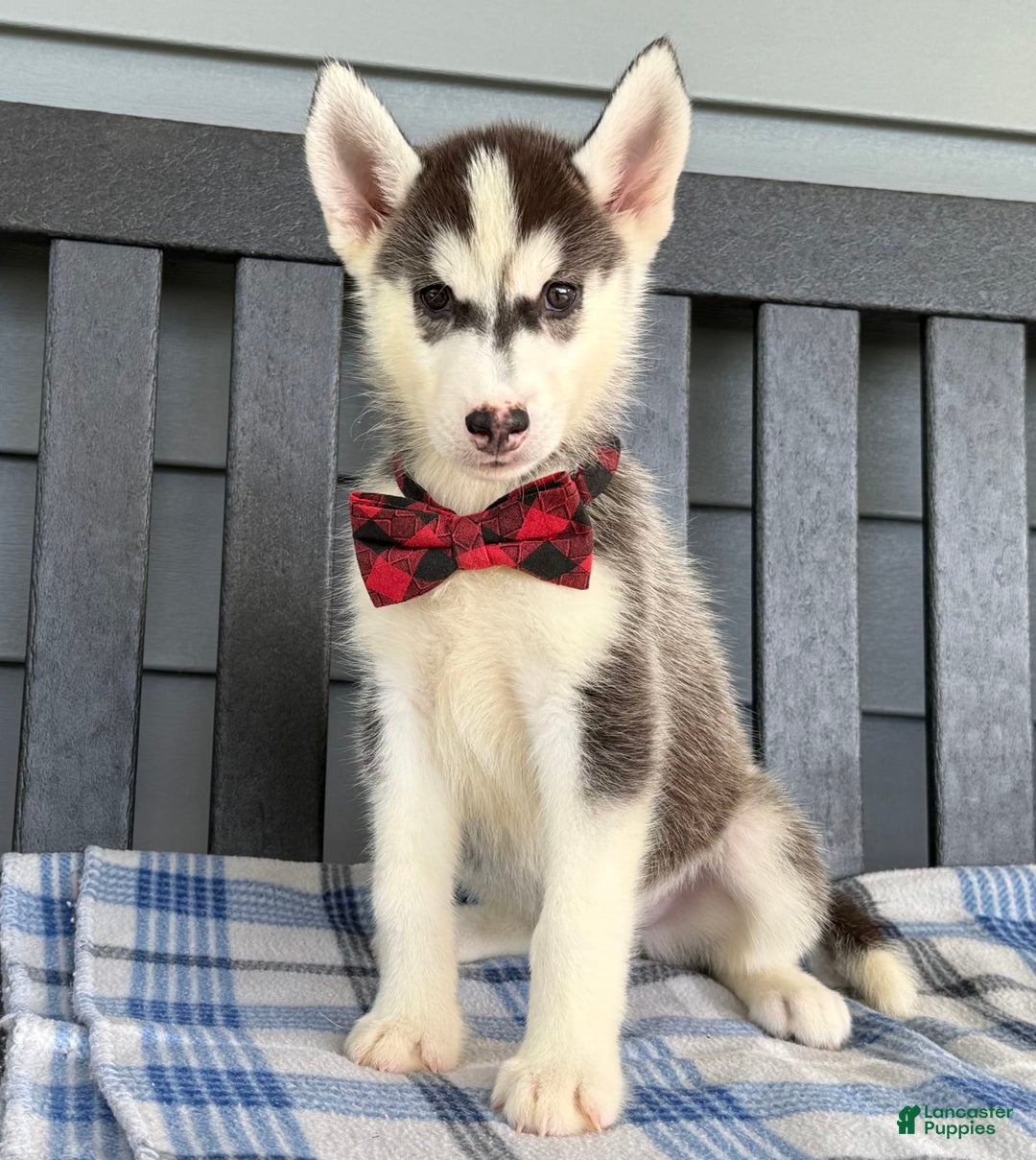 Siberian Husky dogs for sale: Charlie - Image 2