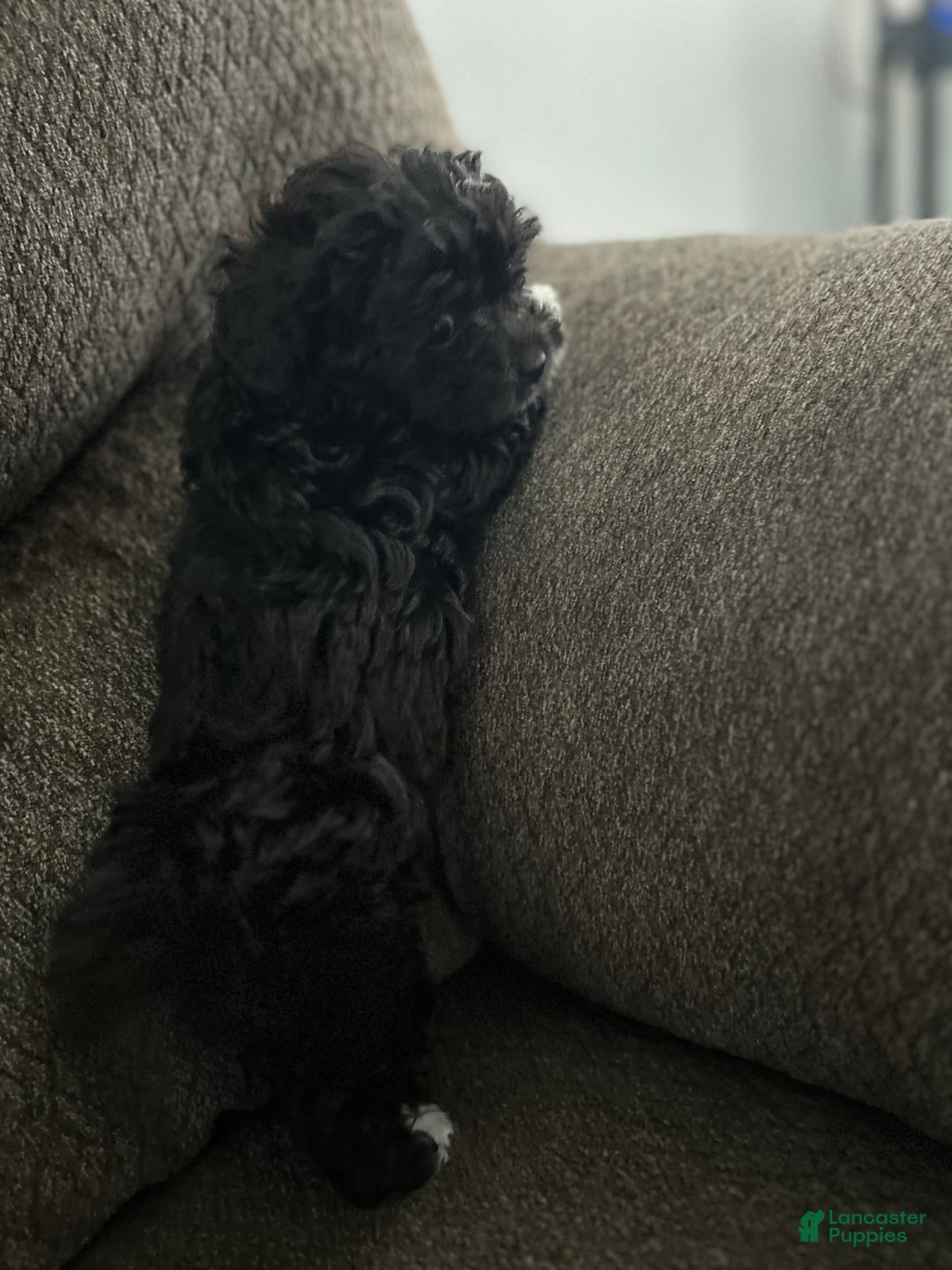 Teddy Bear dogs for sale: Ruby - Image 3