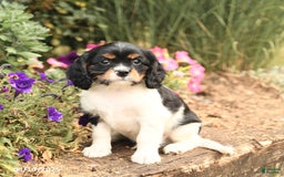 Cavalier King Charles Spaniel dogs for sale: Dexter - Image 2