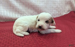 Cavapoo dogs for sale: Forky - Image 22