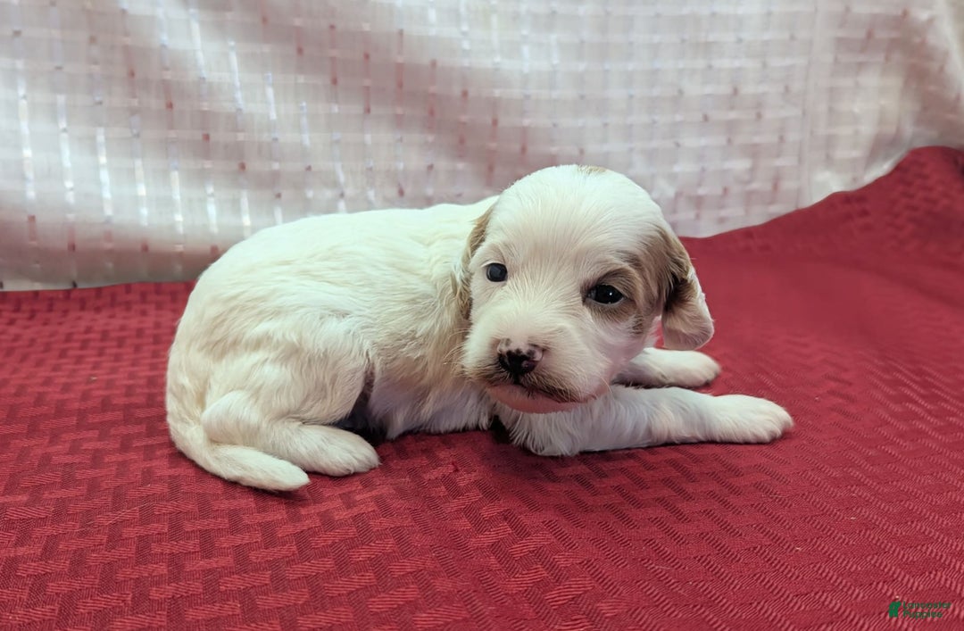 Cavapoo dogs for sale: Forky - Image 22