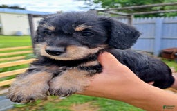 Doxiepoo dogs for sale: Biscuit - Image 10