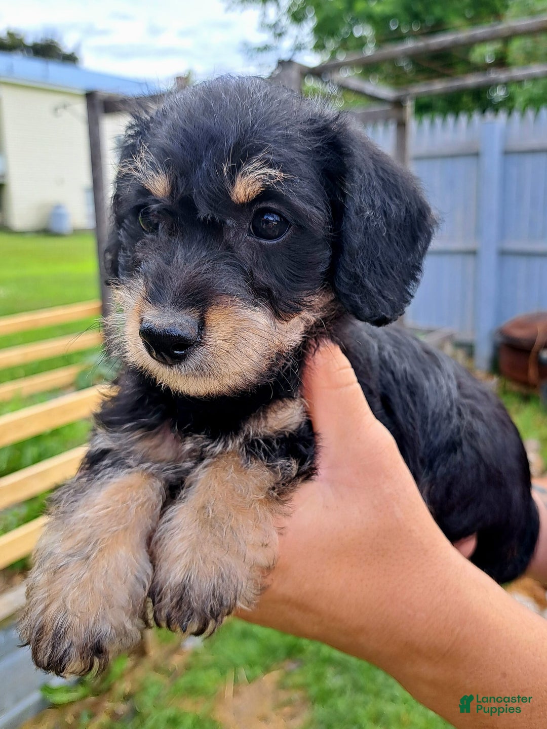 Doxiepoo dogs for sale: Biscuit - Image 10