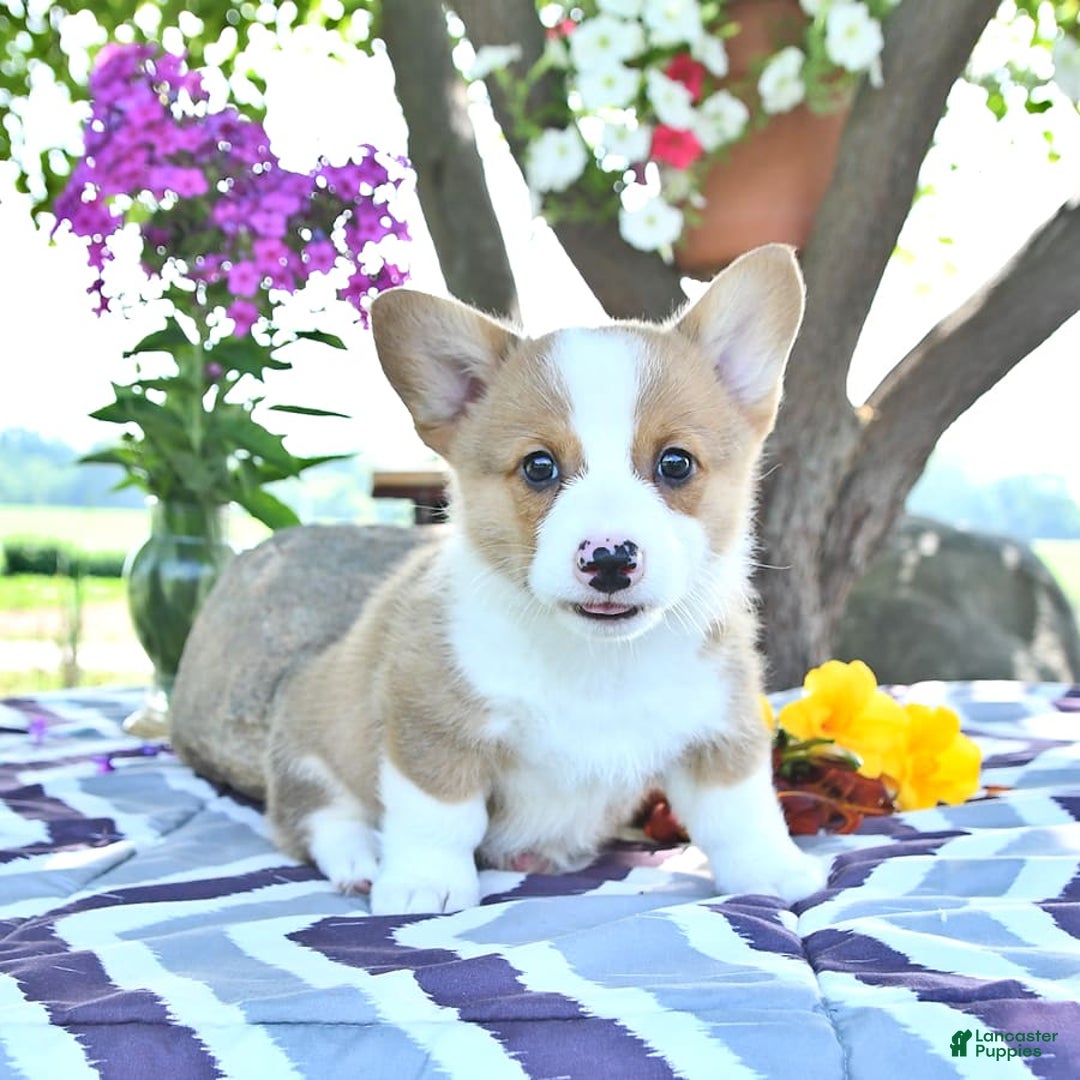 Welsh Corgi Pembroke dogs for sale: Henry - Image 11