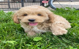 Cockapoo dogs for sale: Nero - Image 6