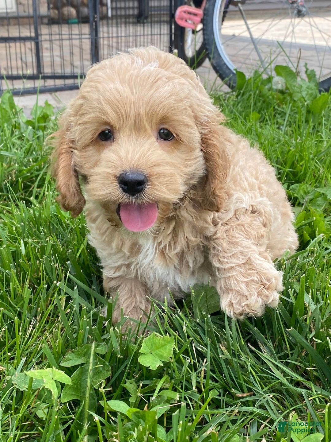 Cockapoo dogs for sale: Nero - Image 6
