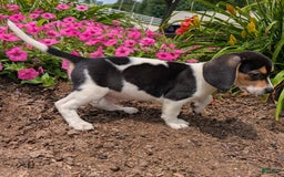 Beagle dogs for sale: Chocolate - Image 10
