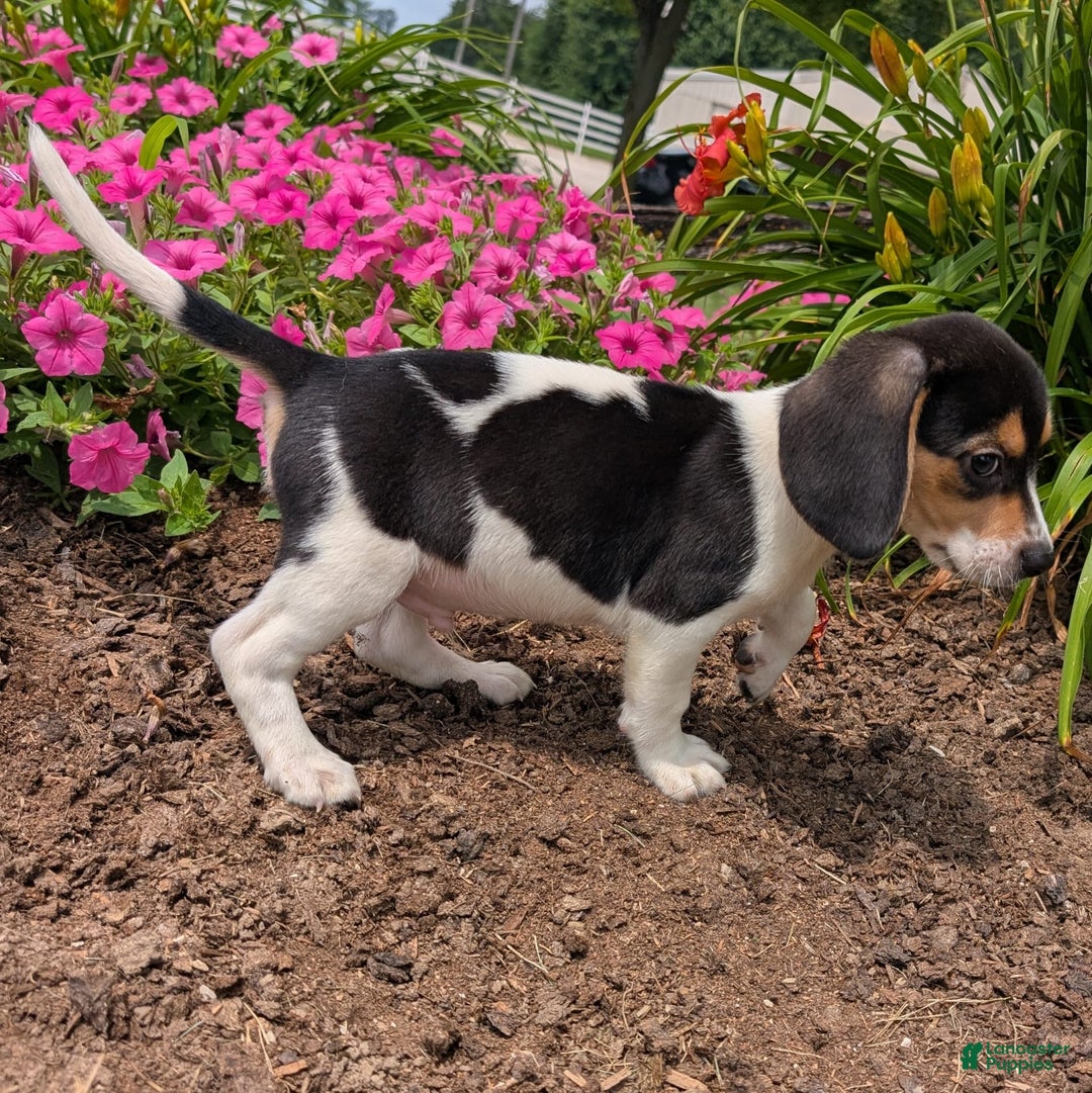 Beagle dogs for sale: Chocolate - Image 10