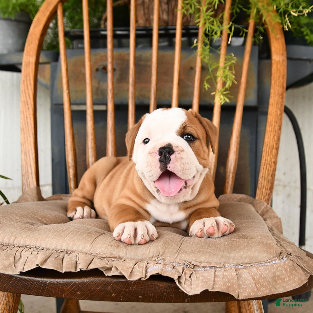 Olde English Bulldogge dogs for sale: Elsa - Image 2