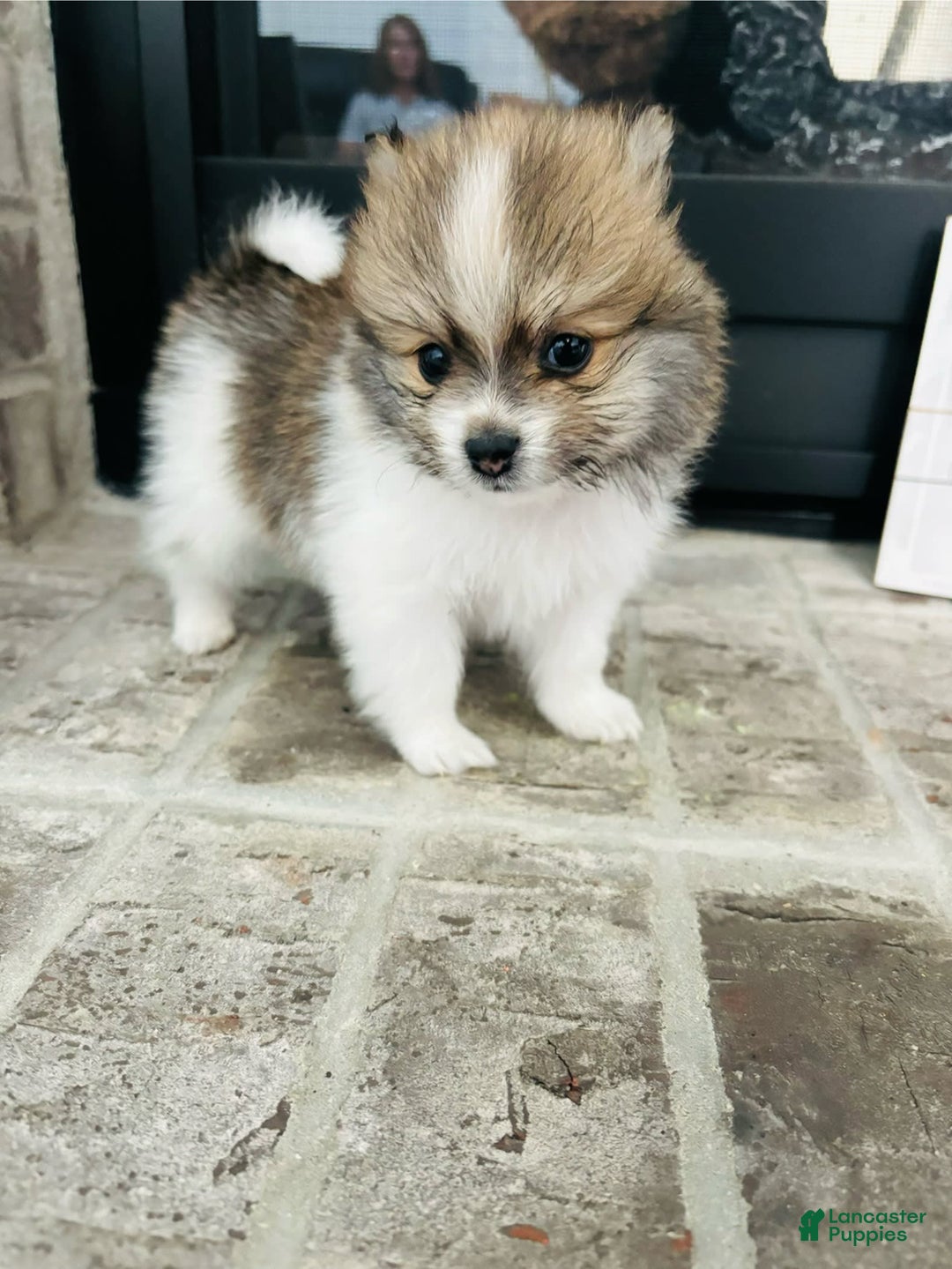 Pomeranian dogs for sale: Turbo - Image 2