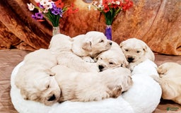 Golden Retriever dogs for sale: Lily - Image 2