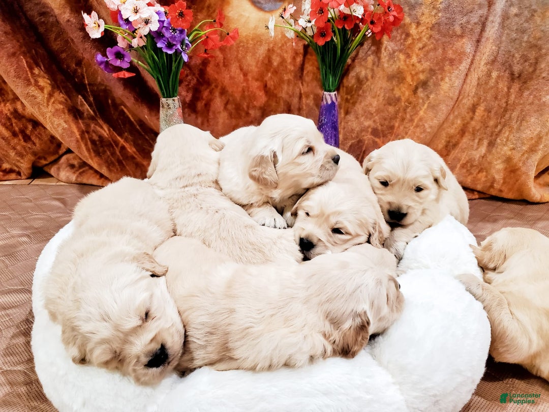 Golden Retriever dogs for sale: Lily - Image 2