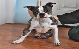 Boston Terrier dogs for sale: Blitzen - Image 5
