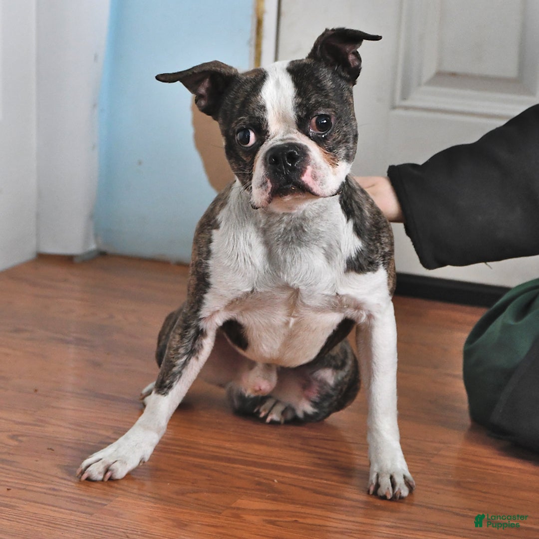 Boston Terrier dogs for sale: Blitzen - Image 5