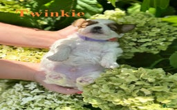 Shih Tzu dogs for sale: Twinkie - Image 1