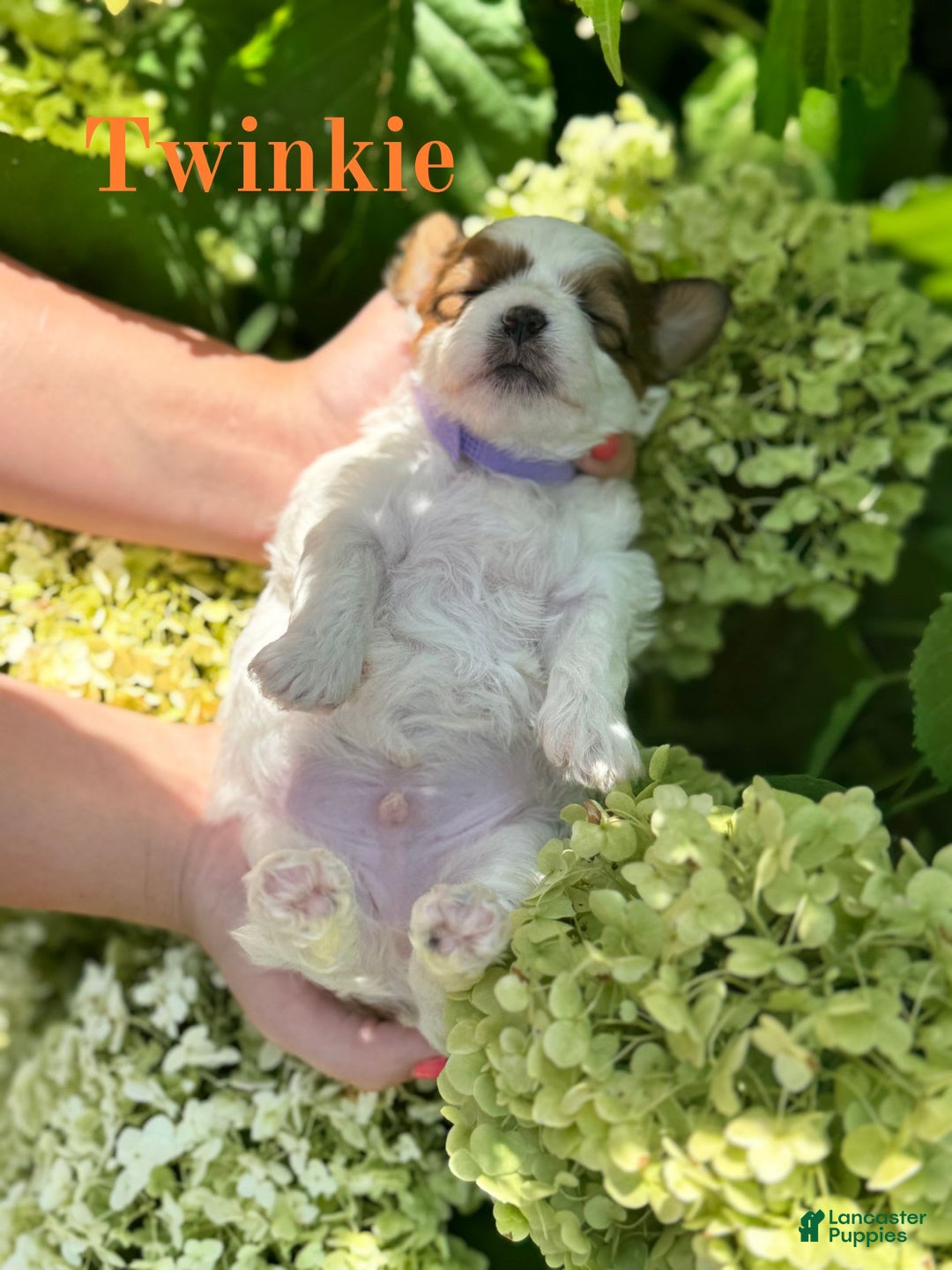 Shih Tzu dogs for sale: Twinkie - Image 1