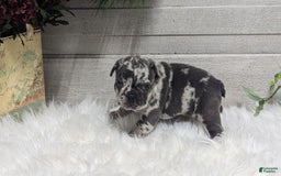 French Bulldog dogs for sale: Kyrie - Image 5