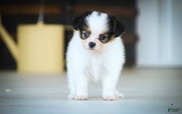 Papillon dogs for sale: Lavender - Image 6