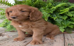 Goldendoodle dogs for sale: Ellie - Image 22