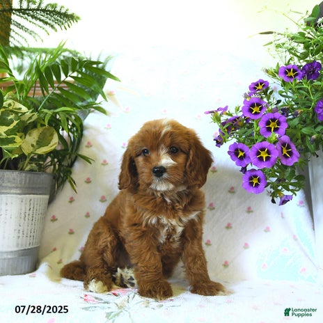 Cavapoo dogs for sale - Ad 3