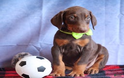 Doberman Pinscher dogs for sale: Diesel - Image 2