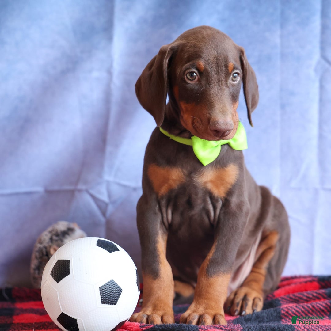 Doberman Pinscher dogs for sale: Diesel - Image 2