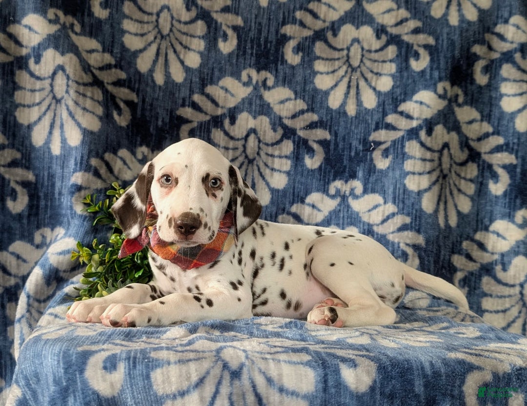 Dalmatian dogs for sale: Langley Liver - Image 3