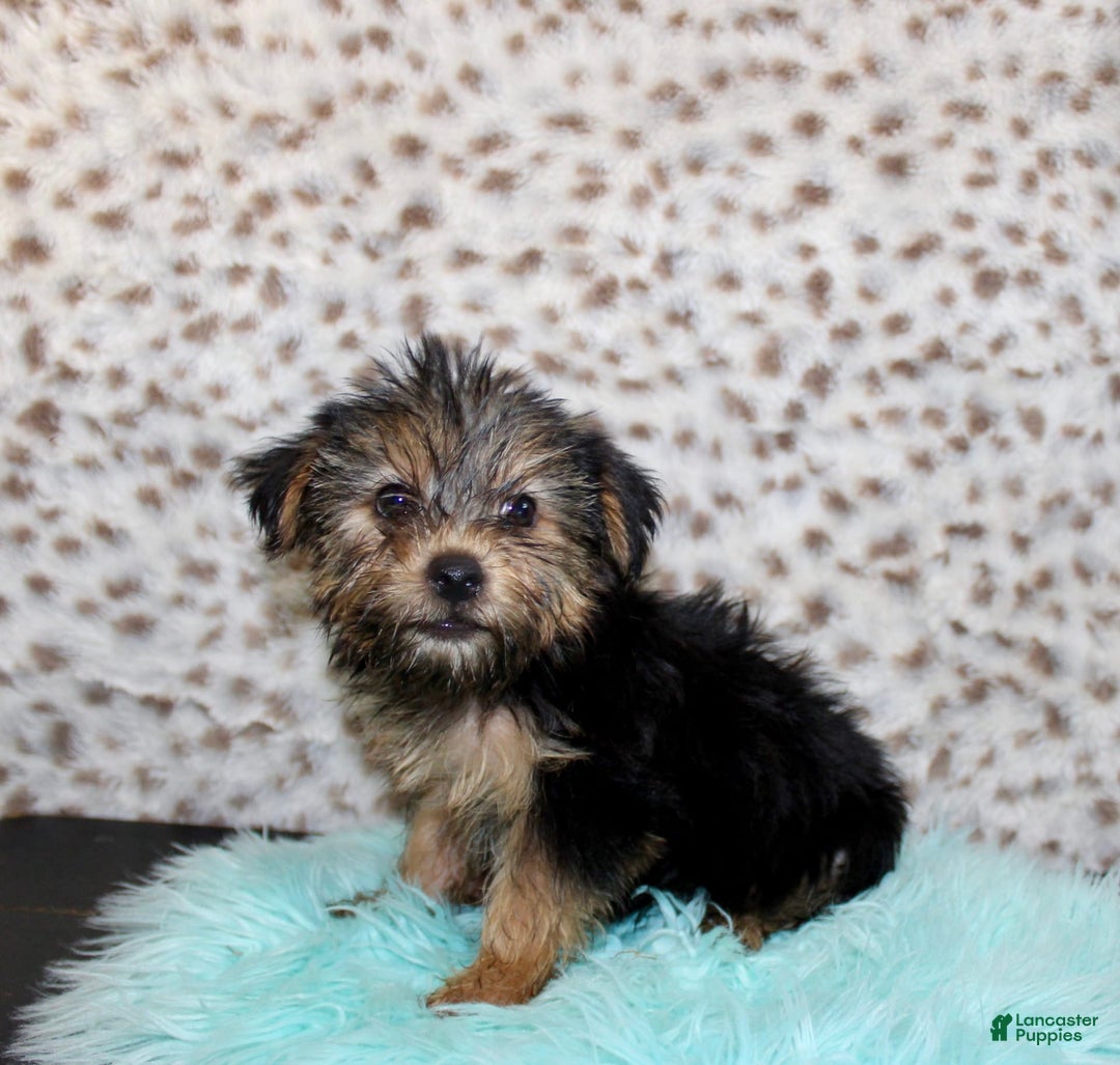 Yorkshire Terrier dogs for sale: Theodore - Image 5