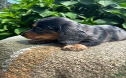 Dachshund dogs for sale: Juno - Image 4
