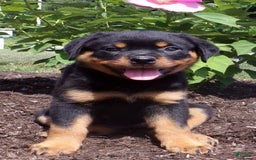 Rottweiler dogs for sale: Lavender - Image 13