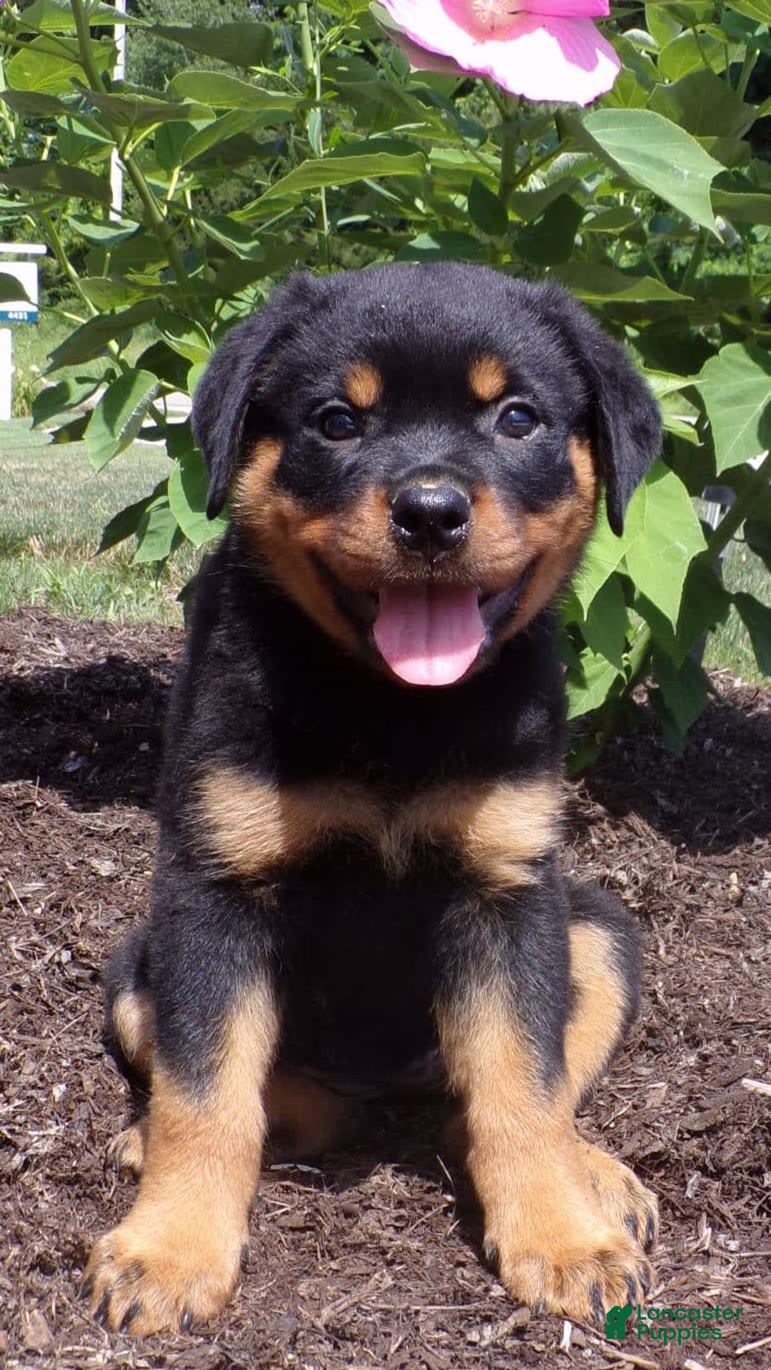 Rottweiler dogs for sale: Lavender - Image 13