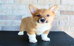 Welsh Corgi Pembroke dogs for sale: Buddy - Image 4