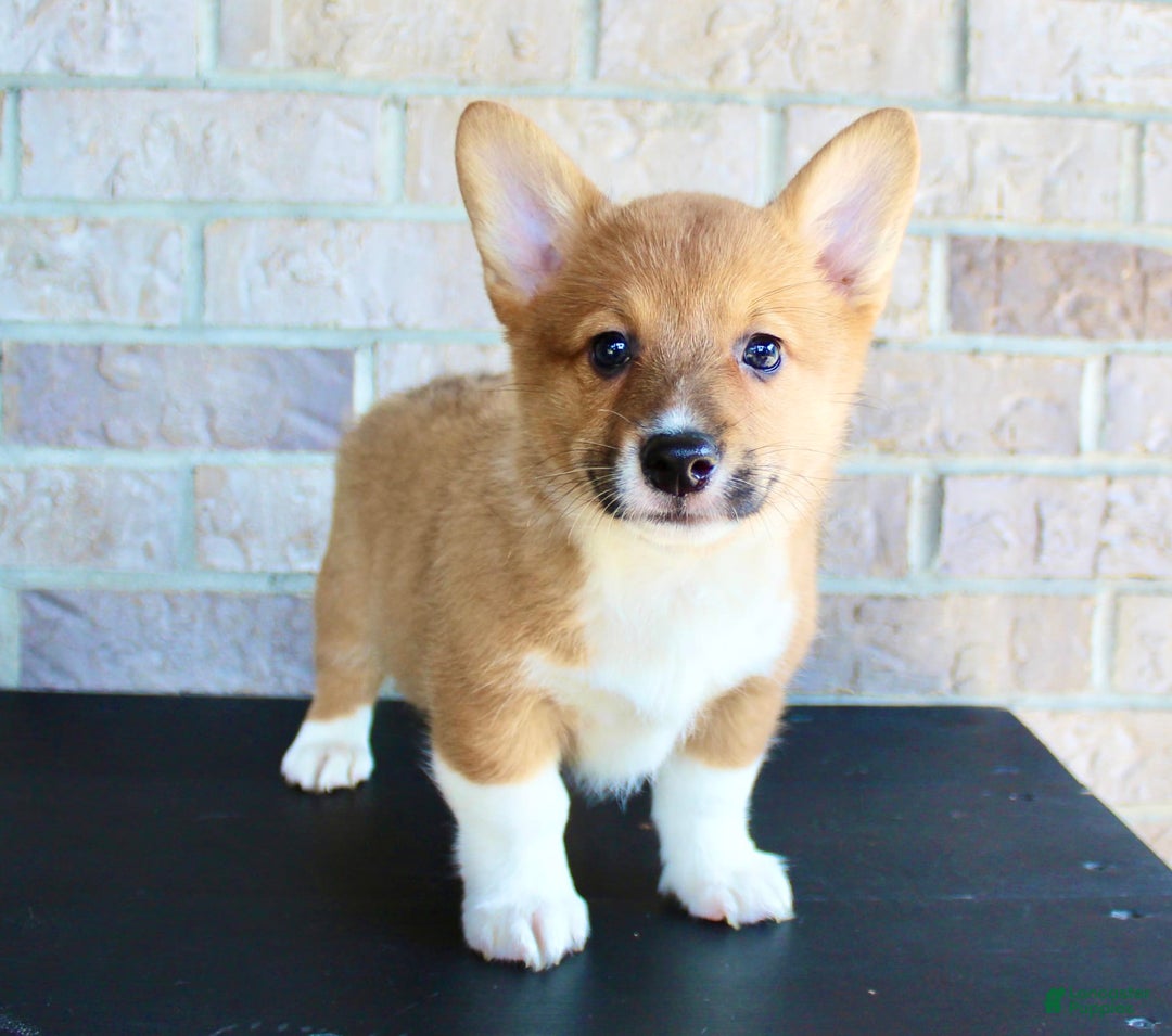 Welsh Corgi Pembroke dogs for sale: Buddy - Image 4
