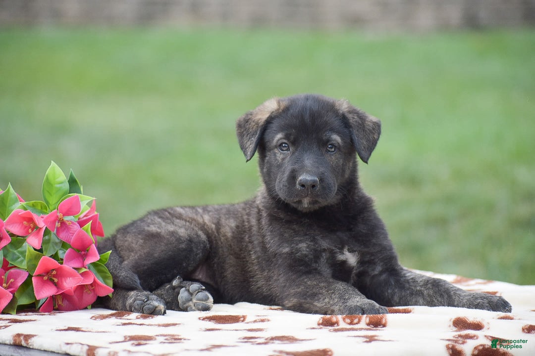 German Shepherd dogs for sale: Anna - Image 2